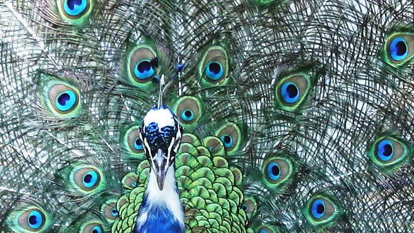 Mag ik nog trots zijn?